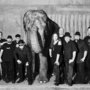 Dáma s čápem se louči, Elephantour pokračuje